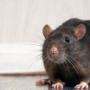 Frap onweerstaanbaar lokaas voor muizen-ratten